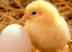 Инкубаторы для кур