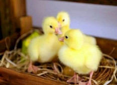 Инкубаторы для гусей